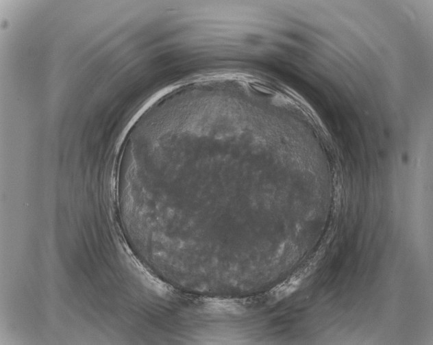 X0000085220852200703231531