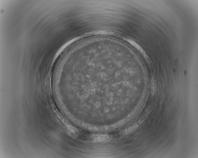 X0000085220886200703231530