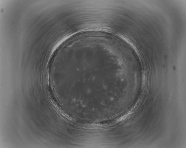 X0000085220925200703231529