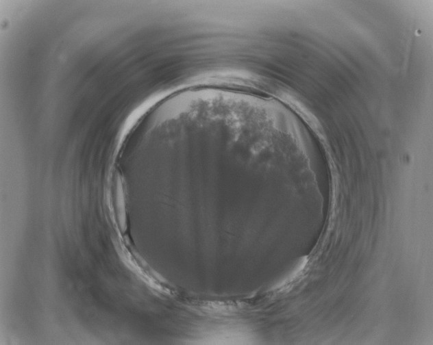 X0000085220960200703231529