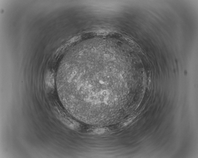 X0000085221204200703231524