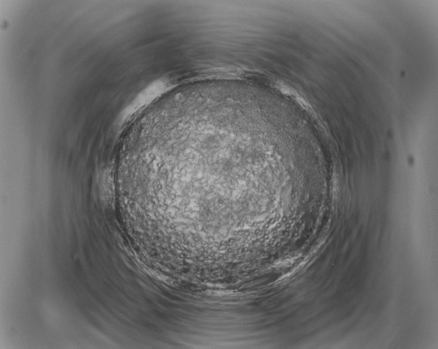 X0000085221354200703231522