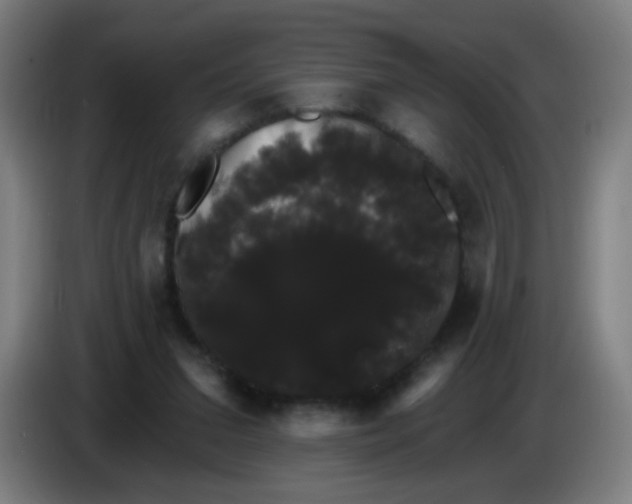 X0000085220207200703301710
