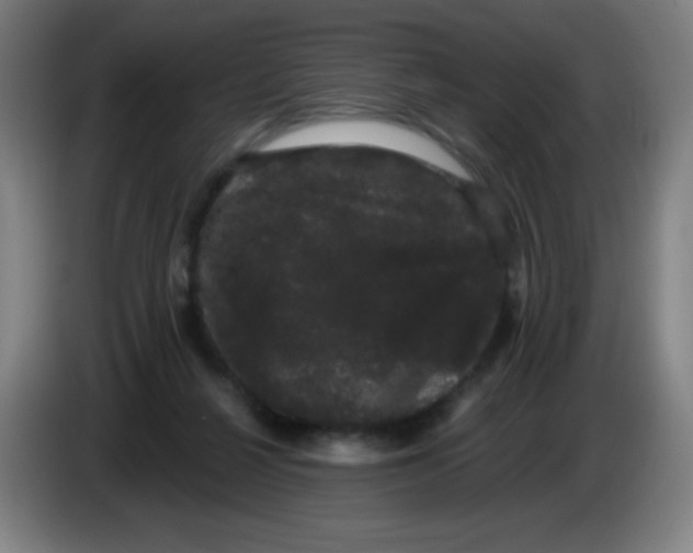 X0000085220264200703301710