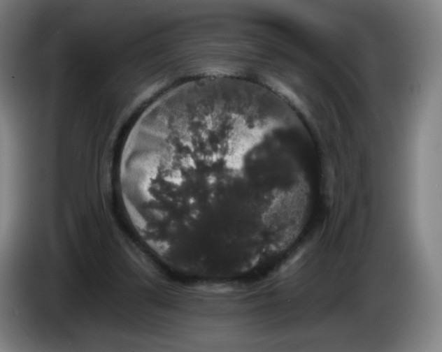 X0000085220299200703301709