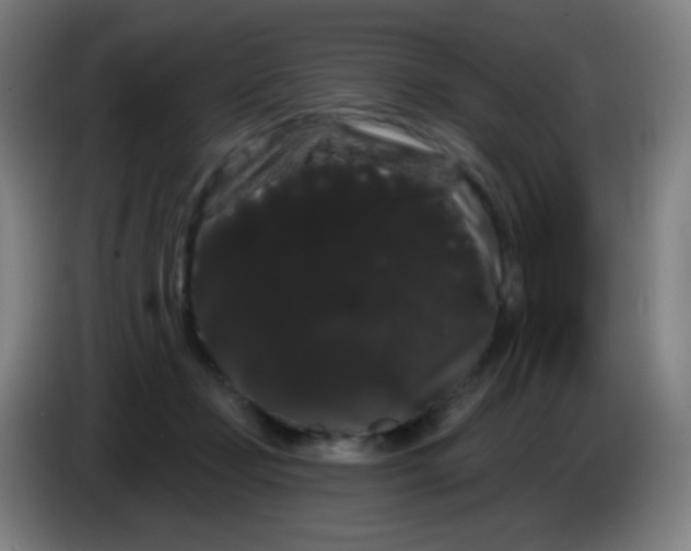 X0000085220365200703301708