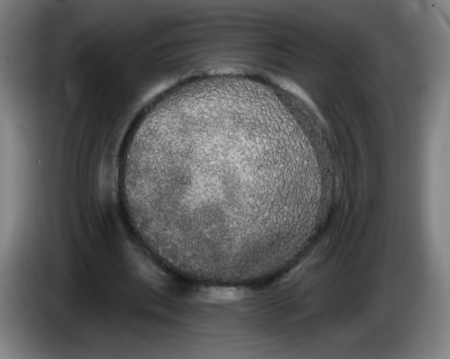 X0000085220439200703301707