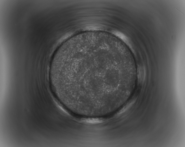 X0000085220445200703301707