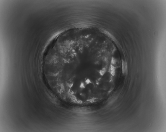X0000085220675200703301704