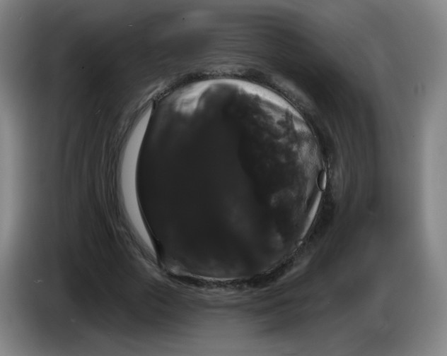 X0000085220729200703301703