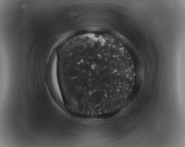 X0000085220734200703301703