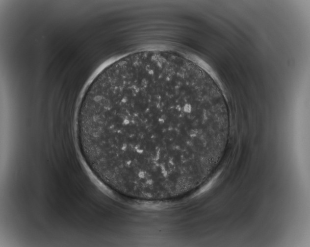 X0000085220803200703301702
