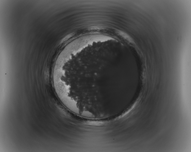 X0000085220825200703301701