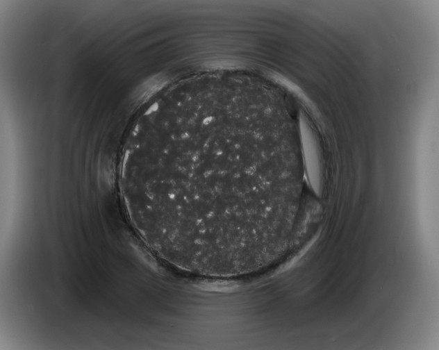 X0000085220833200703301701