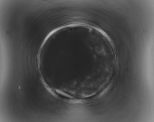 X0000085220862200703301702