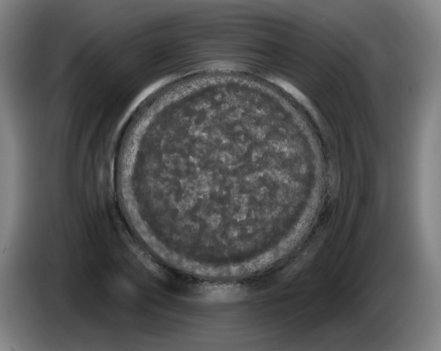 X0000085220886200703301701