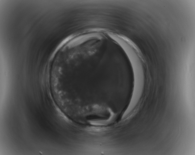 X0000085220910200703301700