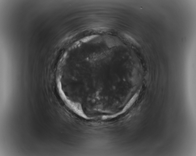 X0000085220917200703301700