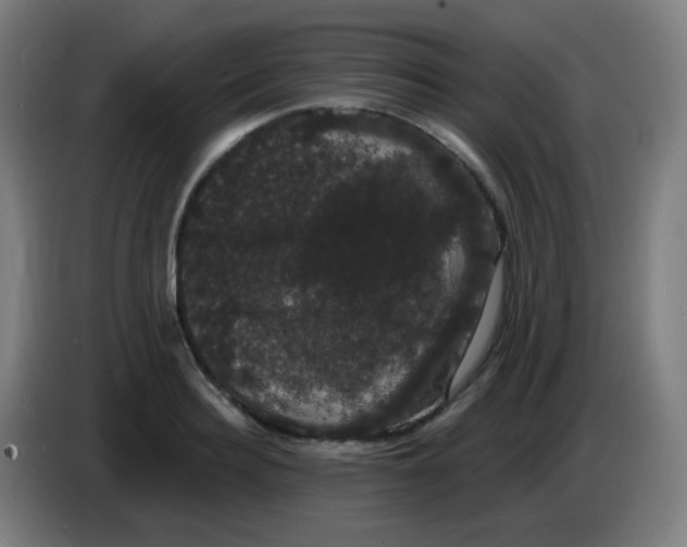 X0000085220940200703301700