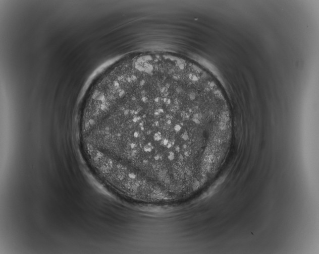 X0000085220987200703301659