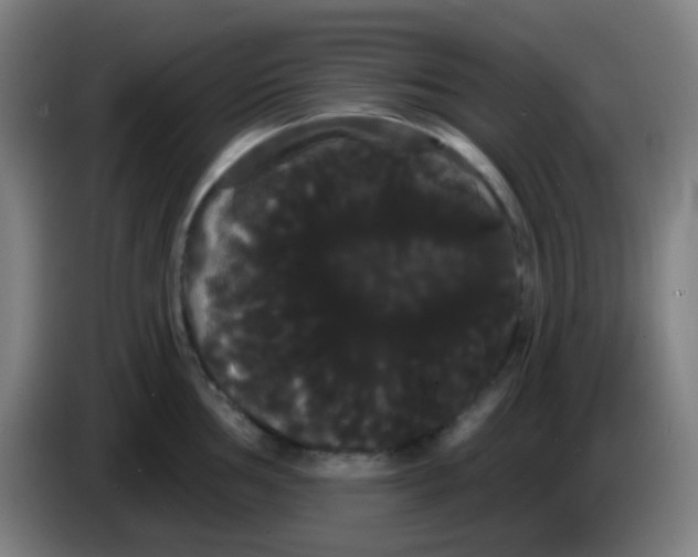 X0000085221002200703301659