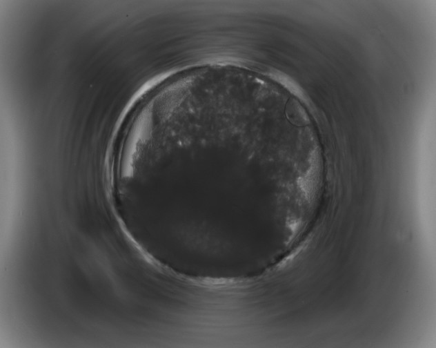 X0000085221032200703301659
