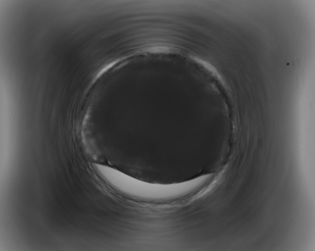 X0000085221065200703301658