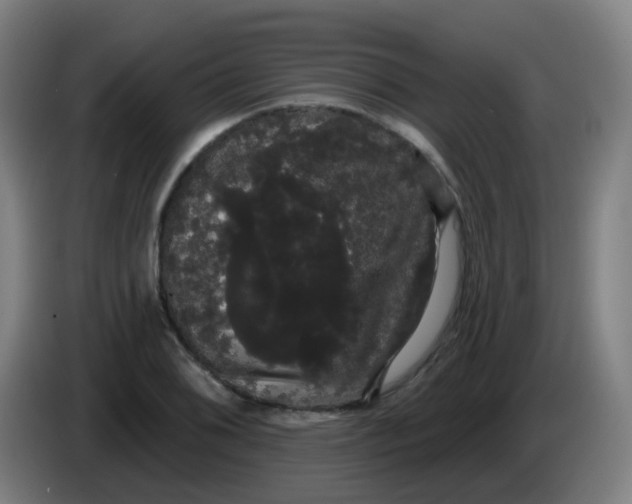 X0000085221076200703301658