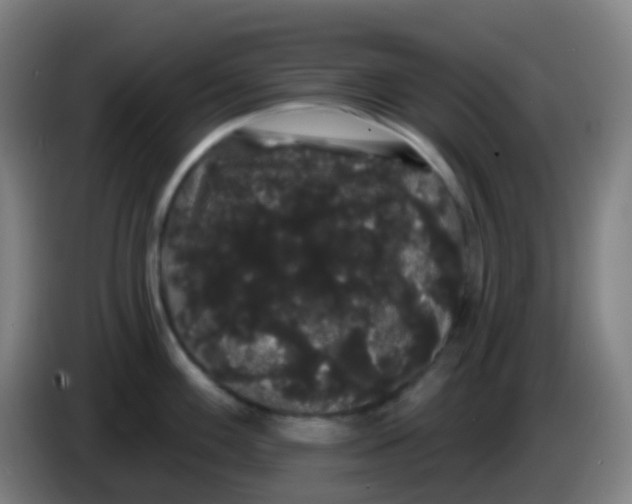 X0000085221100200703301658