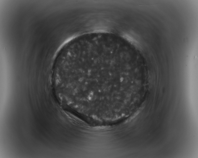X0000085221166200703301657