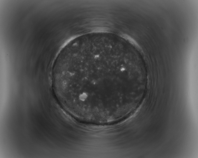 X0000085221212200703301656