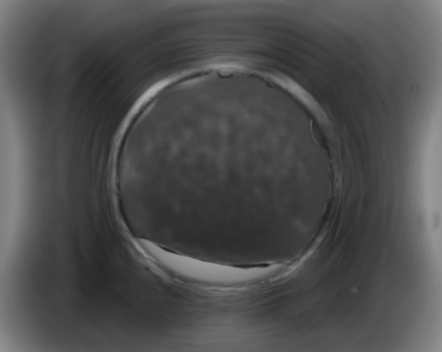X0000085221240200703301656