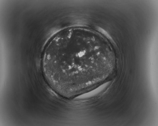 X0000085221260200703301656