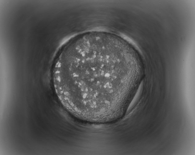X0000085221264200703301655