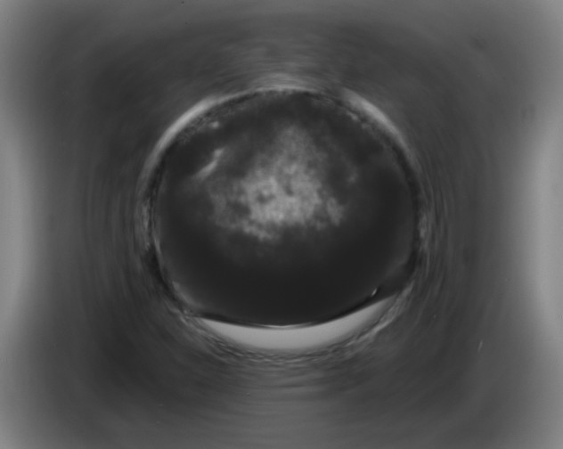 X0000085221310200703301655