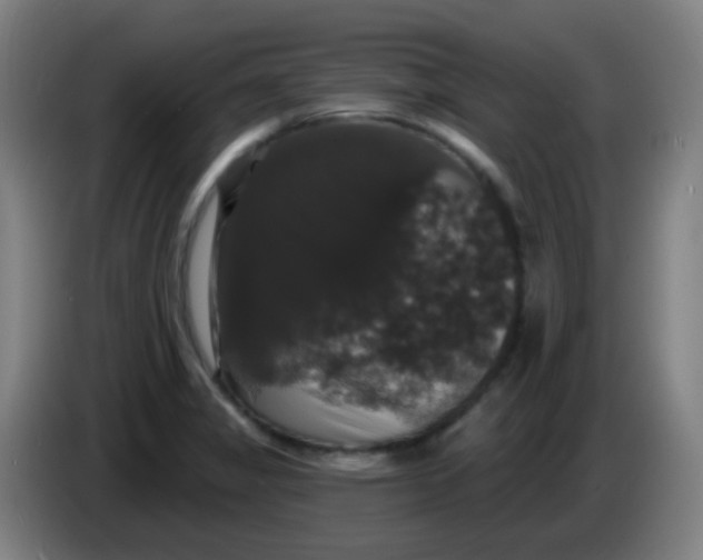 X0000085221325200703301655