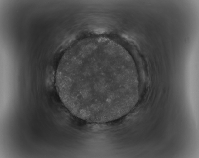 X0000085221349200703301654