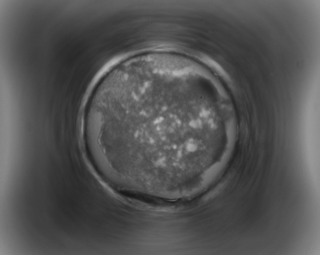 X0000085221424200703301653