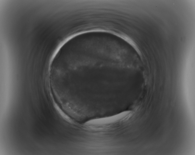 X0000085221532200703301652