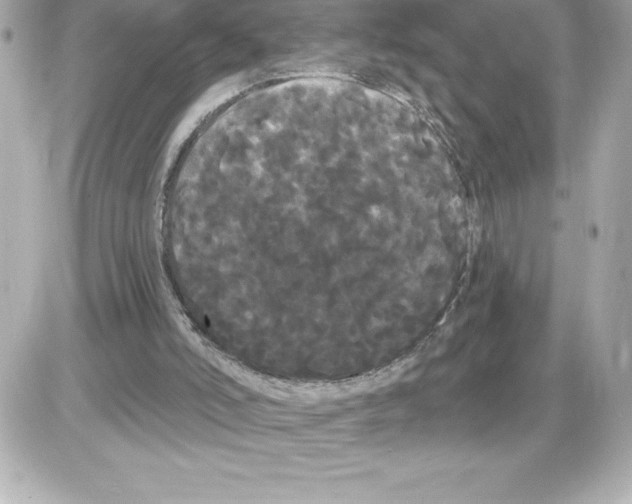 X0000085220006200704091944