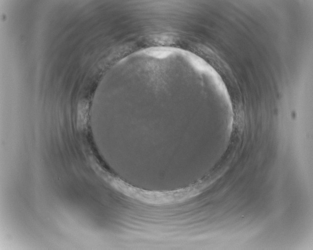 X0000085220030200704091943