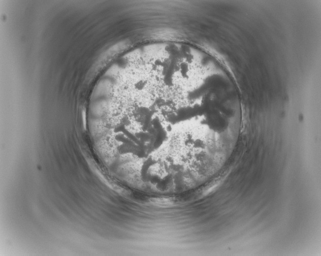 X0000085220061200704091942