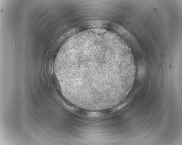 X0000085220091200704091943