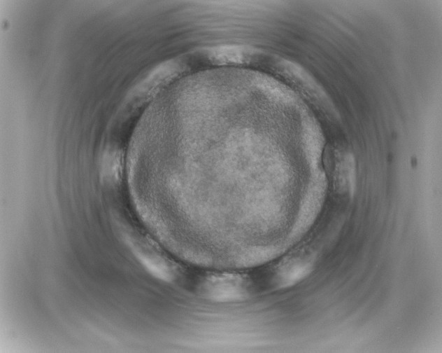 X0000085220125200704091942