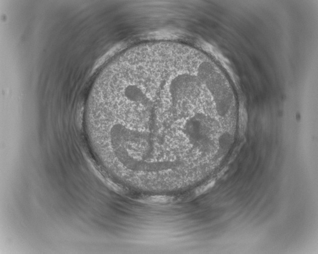 X0000085220153200704091941