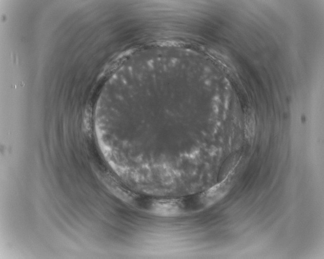 X0000085220175200704091941