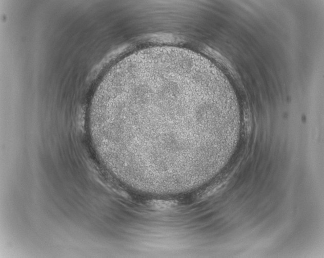 X0000085220255200704091939