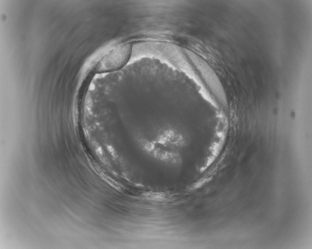 X0000085220294200704091939