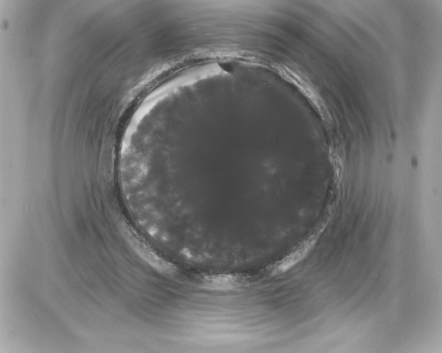 X0000085220301200704091939