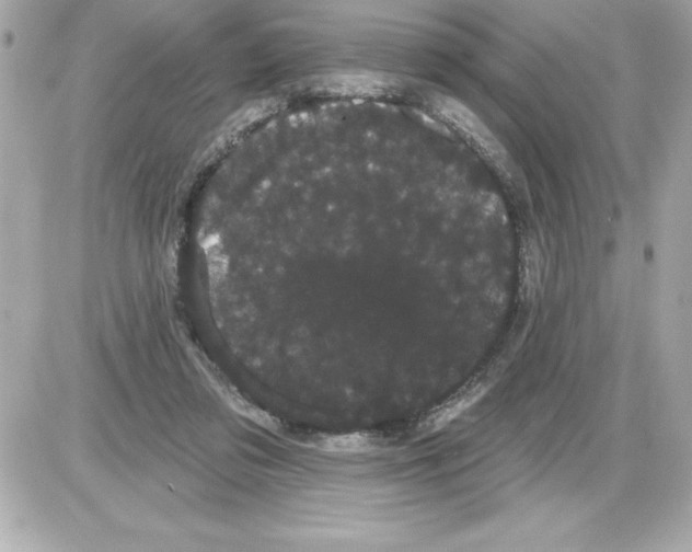 X0000085220309200704091938